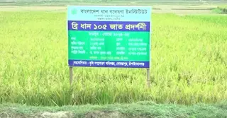 ডায়াবেটিস রোগীদের ভরসা হতে পারে ‘ব্রি-১০৫’; চাঁপাইনবাবগঞ্জে পরীক্ষামূলক চাষে সাড়া
